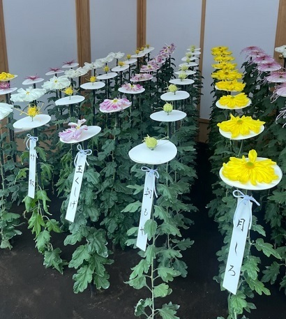菊1-13.jpg