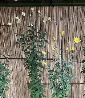 菊1-14.jpg