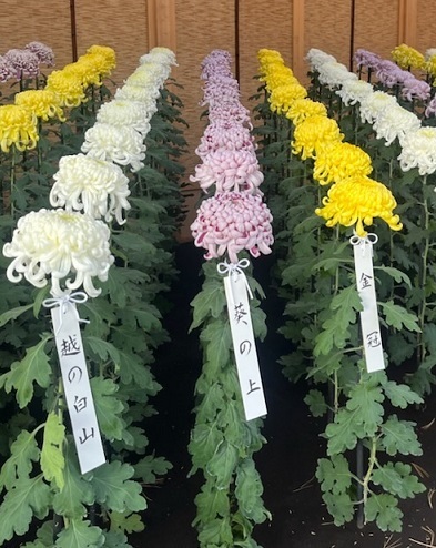 菊1-16.jpg