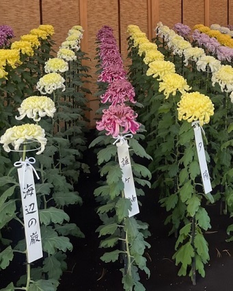 菊1-17.jpg