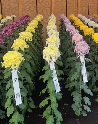 菊1-18.jpg