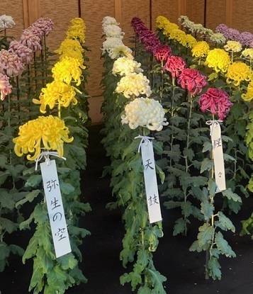 菊1-19.jpg