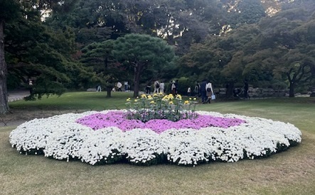 菊1-3.jpg