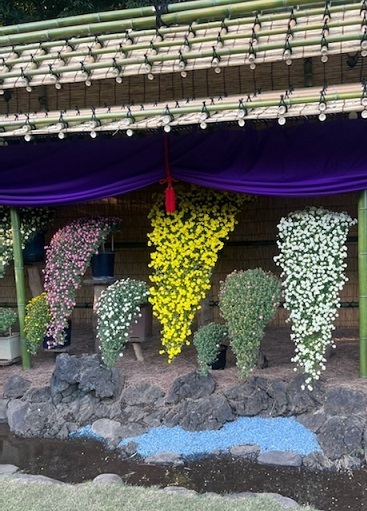 菊1-4.jpg