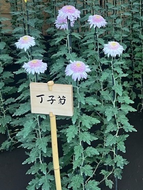 菊1-5.jpg