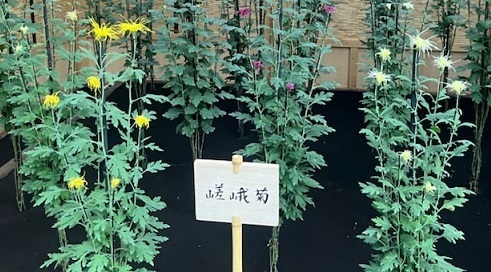 菊1-7.jpg