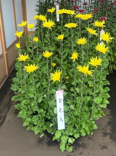 菊1-9.jpg