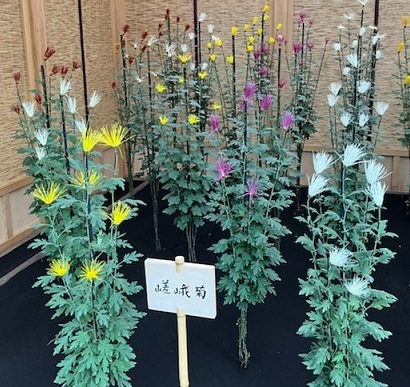 菊2-10.jpg