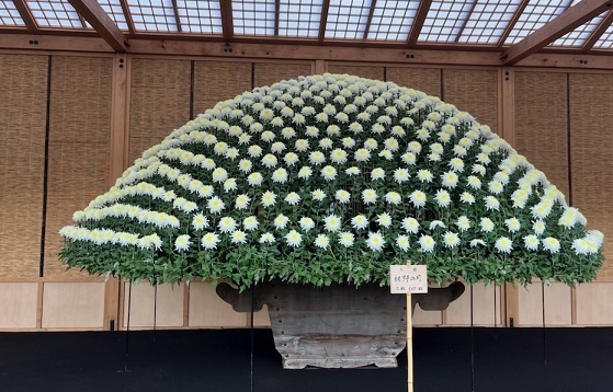 菊2-11.jpg