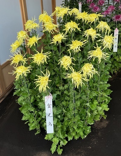 菊2-14.jpg