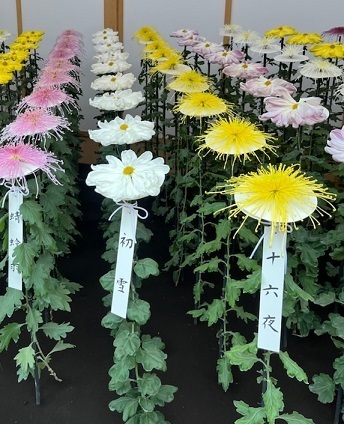 菊2-15.jpg