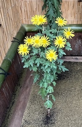 菊2-16.jpg