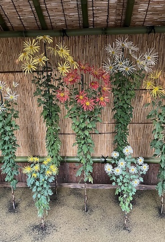 菊2-17.jpg
