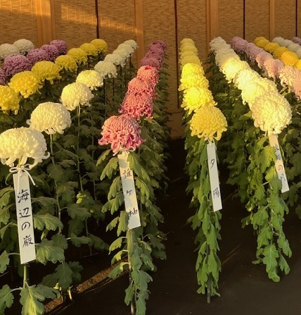菊2-18.jpg