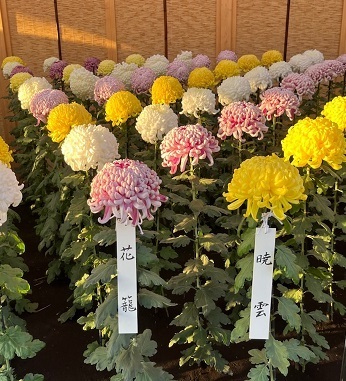 菊2-19.jpg