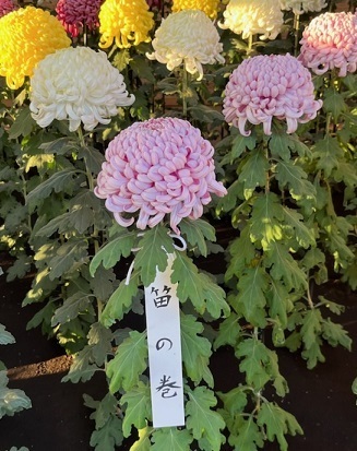 菊2-20.jpg