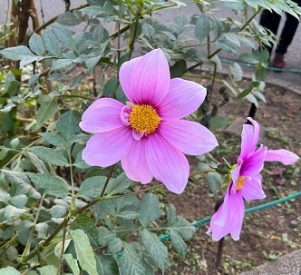菊2-21.jpg