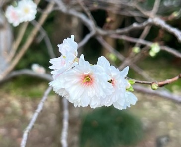 菊2-22.jpg
