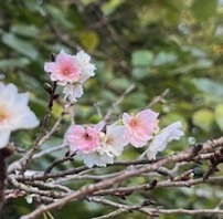 菊2-23.jpg