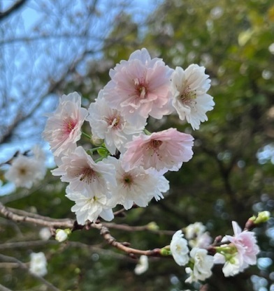 菊2-24.jpg