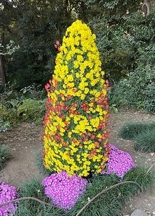 菊2-3.jpg