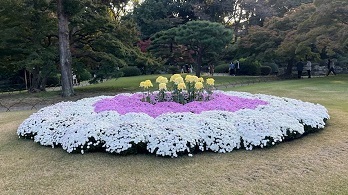 菊2-4.jpg