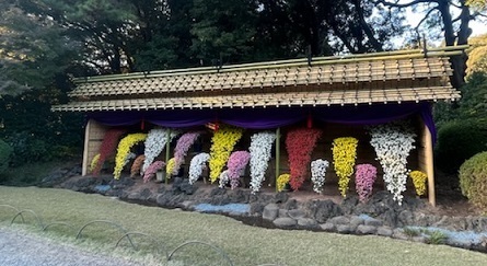 菊2-5.jpg