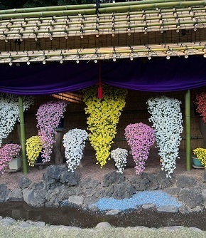 菊2-6.jpg