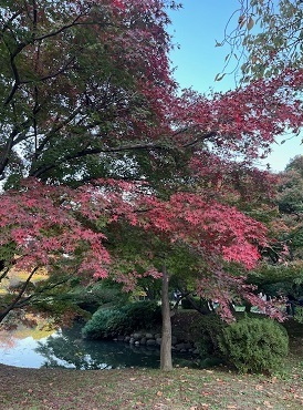 菊2-7.jpg