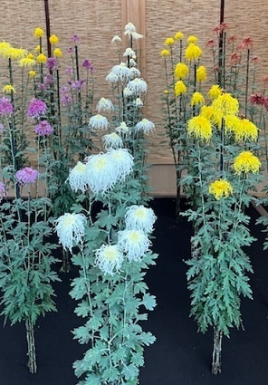 菊2-8.jpg