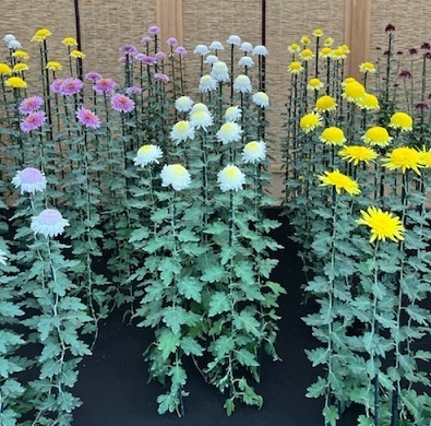 菊2-9.jpg