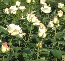薔薇‐10.jpg