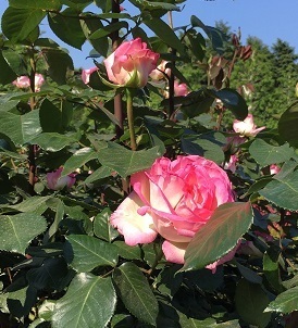 薔薇‐2.jpg