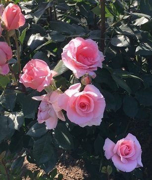 薔薇‐3.jpg