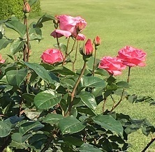 薔薇‐4.jpg