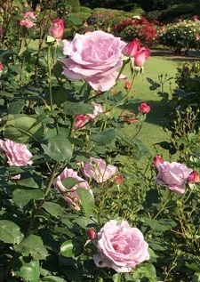 薔薇‐5.jpg