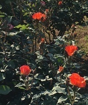 薔薇‐6.jpg