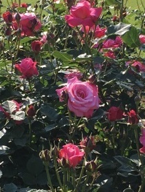薔薇‐7.jpg