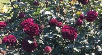 薔薇‐8.jpg
