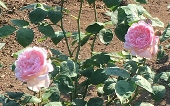 薔薇‐9.jpg