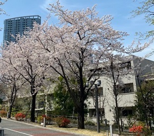 赤坂1.jpg