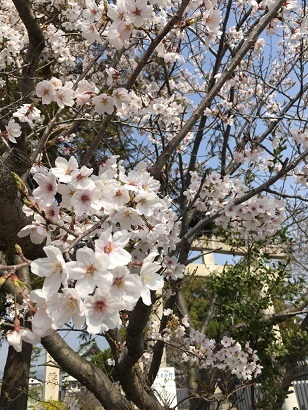 赤穂城ー５.jpg