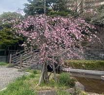 近所1.jpg