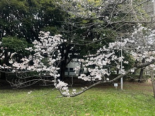 近所6.jpg