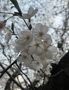 近所7.jpg