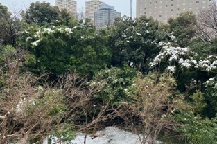 雪3.jpg