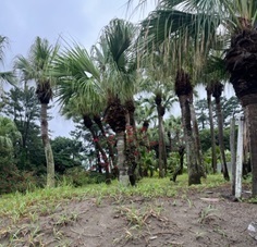 青島6.jpg